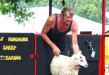 Sheep shearing at the Lambeth Country Show