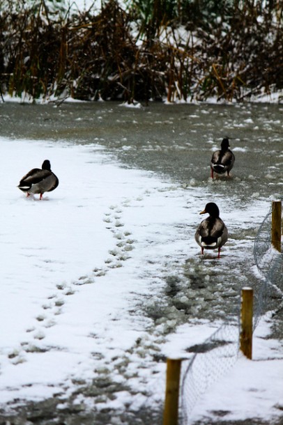 Ducks on the pond in Brockwell Park, pic by Simon Hammond on Flickr