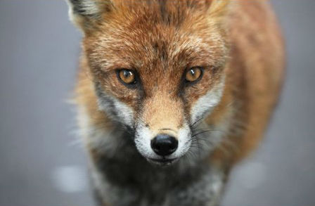 A reminder of what a fox looks like - to aid your imagination while reading the poem