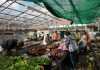 Myatt's Fields Park: the greenhouse in action