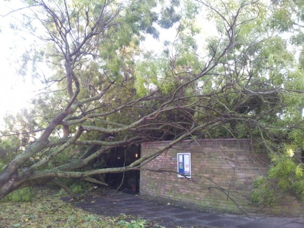 TOPPLED: An ash tree on the Cressingham gardens estate. Pic by Gerlinde Gniewosz