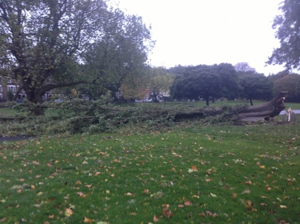 DOWN: Trees in Brockwell Park. Picture by Alex Hadden. 
