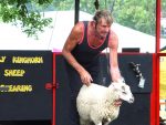 lambeth-country-show-sheep