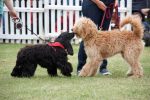 rsz_bpark_dog_show_00039