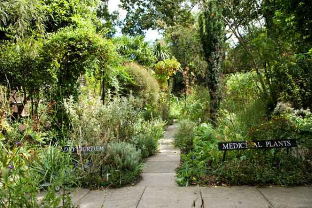 South London Botanical Institute Garden