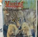 mising_cat_brixton_500_crop