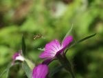 SLBI_hoverfly