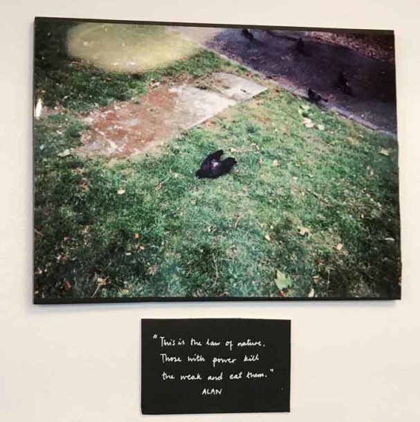 Image of a dead bird by Alan, who has a PhD. He saw it killed by another bird. His caption reads: “This is the law of nature. Those with power kill the weak and eat them”
