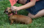 dachshund_DSC_8602