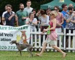 whippet_DSC_8485