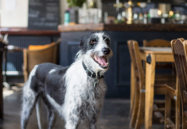 Dog in pub