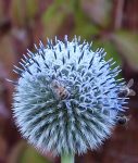 Bees on a globe thistle MICHELE SEDGWICK (self taught)