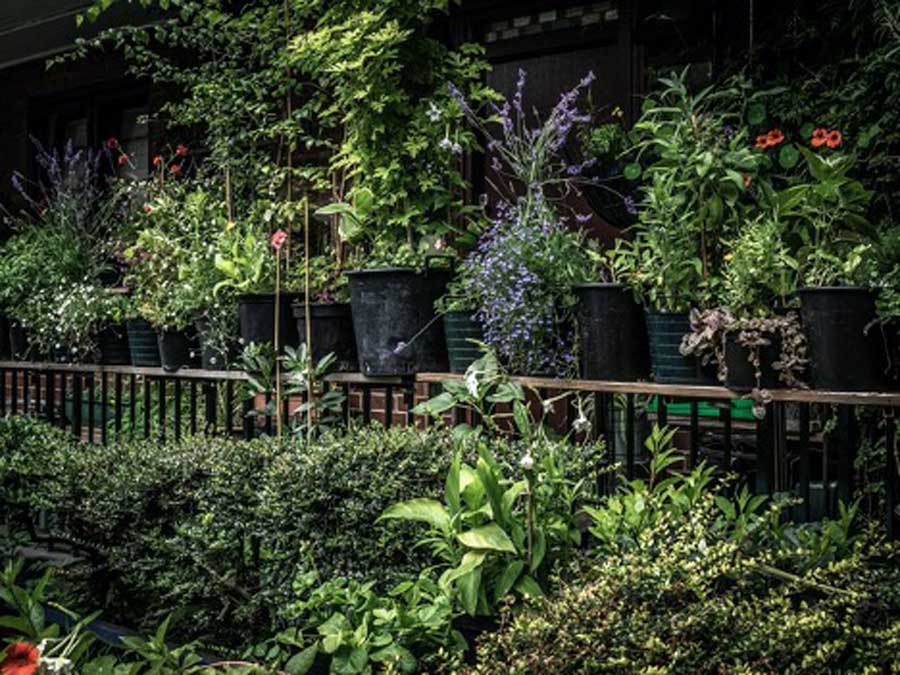 Last year’s winner in the doorstep gardening category was Hardy House. Award recipient: “I feel like I just won a BAFTA”