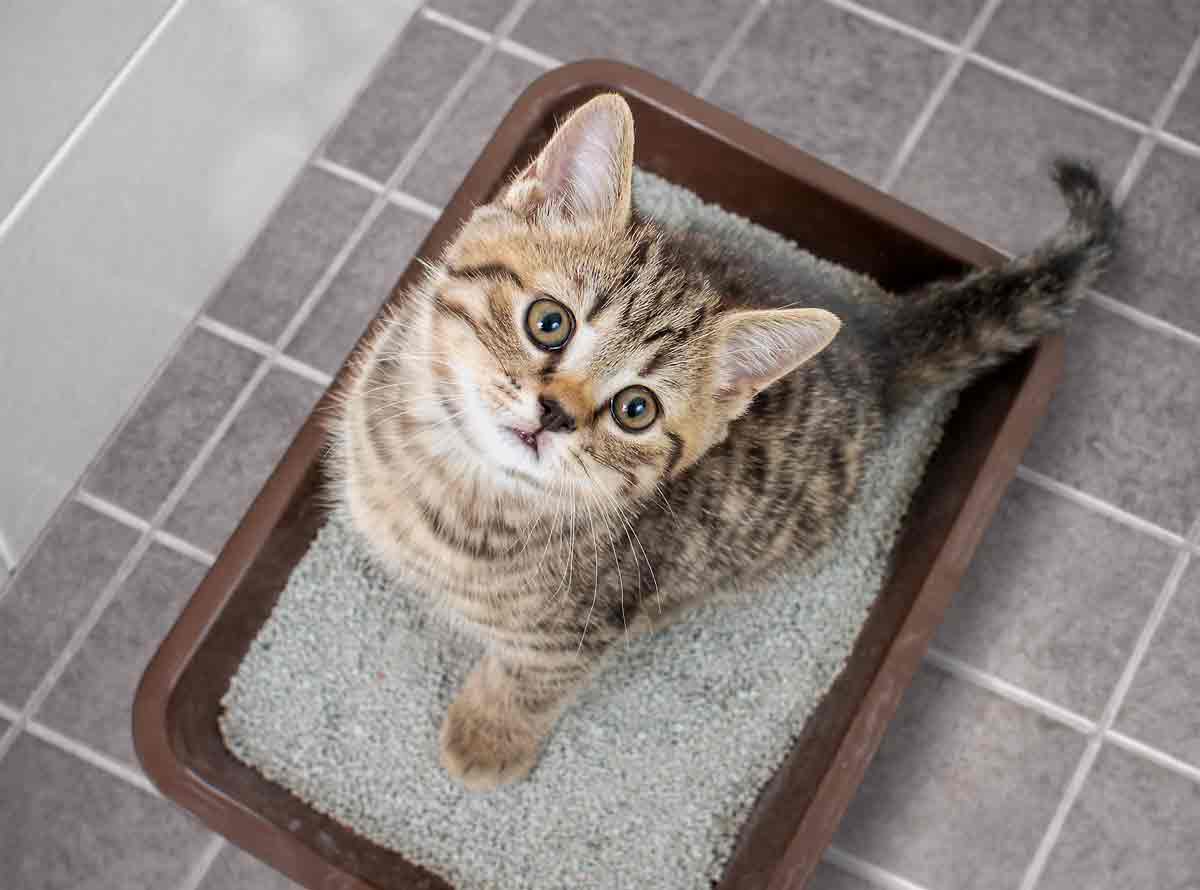 Used cat outlet litter