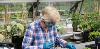 woman working in greenhouse