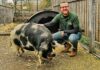 man with pig in urban farm