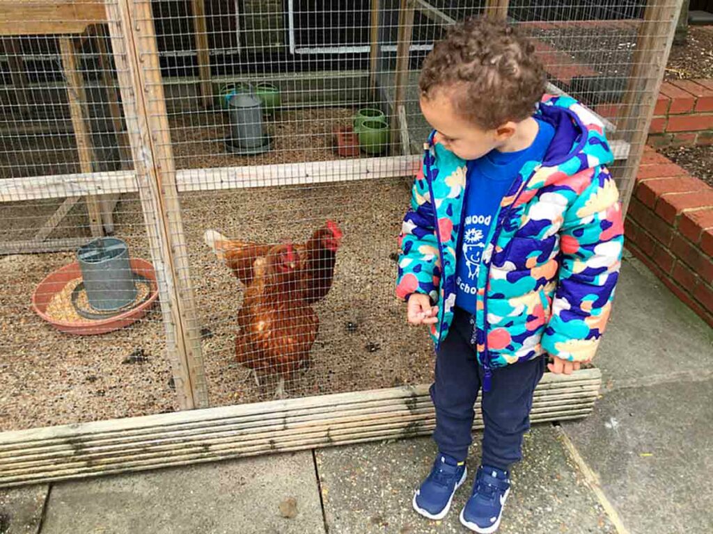 small child with chickens