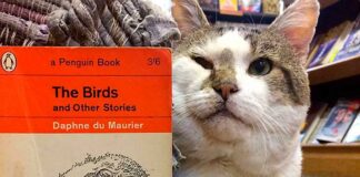 cat in bookshop with book