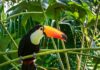 toucan in jungle