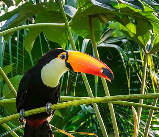 toucan in jungle