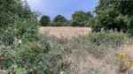 meadow_Brockwell-Park_pitch_site_aug22_IMG_9886