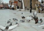 pigeons