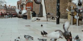 pigeons