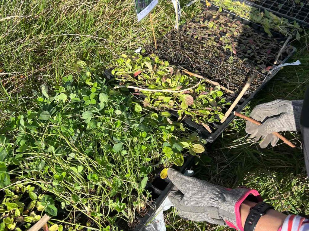 close-up of seedlings