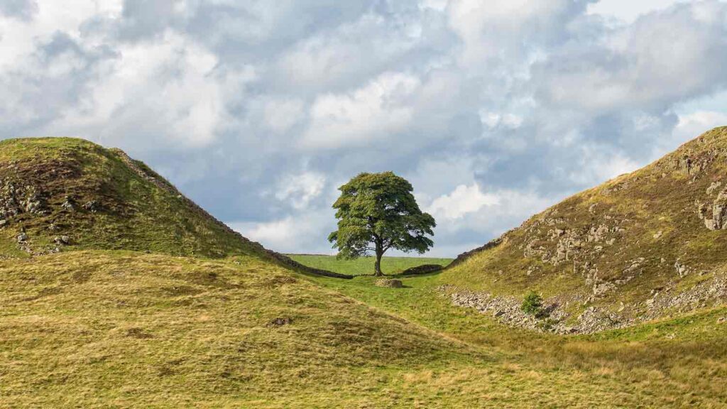 Sycamore Gap tree